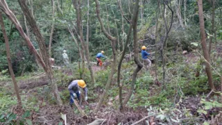 定例作業報告(雑木林グループ)