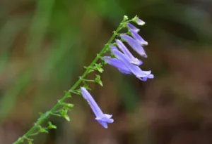 第175回　やまじの森 自然観察会報告