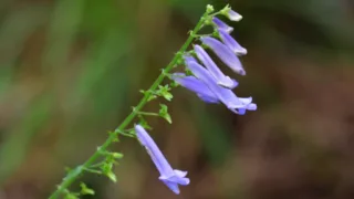 第175回 やまじの森 自然観察会報告