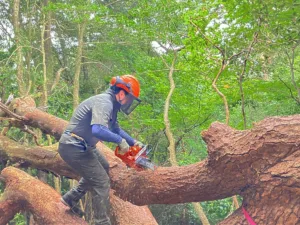 臨時作業報告（猿投山山頂の枯死木伐倒）
