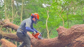 臨時作業報告(猿投山山頂の枯死木伐倒)