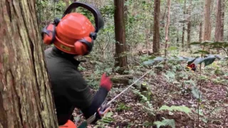 定例作業報告(人工林グループ)