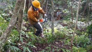 定例作業報告(雑木林グループ)