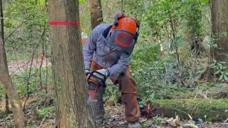 定例作業報告(人工林グループ)