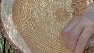 猿投の森づくりの会 2025年12月活動スケジュール