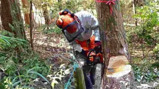 定例作業報告(人工林グループ)