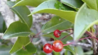 定例作業報告(雑木林グループ)