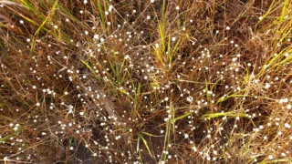 トレッキングクラブ11月定例山行