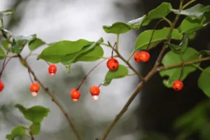 第177回　やまじの森 自然観察会報告