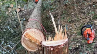 定例作業報告(人工林グループ)