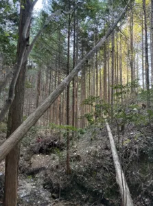 定例作業報告（東大演習林）