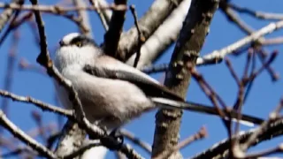 第178回　やまじの森 自然観察会報告