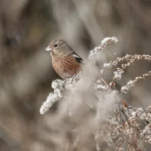 猿投の森づくりの会　2026年1月活動スケジュール