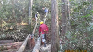 定例作業報告（人工林グループ）