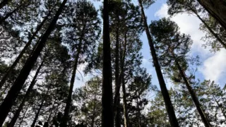 定例作業報告（人工林グループ）