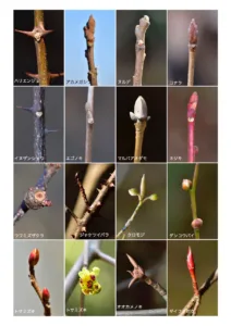 第179回　やまじの森 自然観察会報告