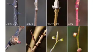 第179回　やまじの森 自然観察会報告