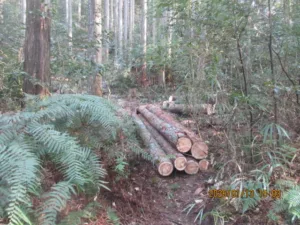 猿投の森づくりの会　2026年3月活動スケジュール