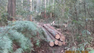 猿投の森づくりの会　2026年3月活動スケジュール