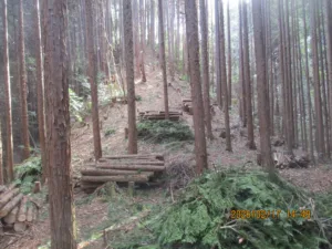 定例作業報告（東大演習林）