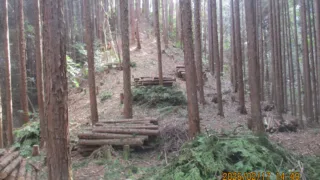 定例作業報告（東大演習林）