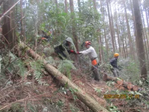 定例作業報告（人工林グループ）
