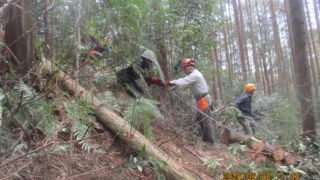 定例作業報告（人工林グループ）