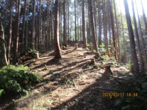 定例作業報告（東大演習林）