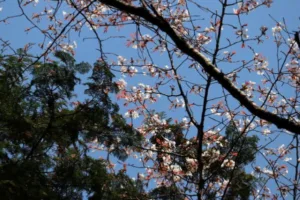 第180回　やまじの森 自然観察会報告